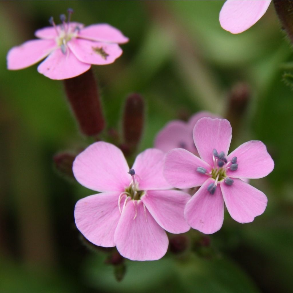 Saponaria ocymoides - Jabonera rocosa