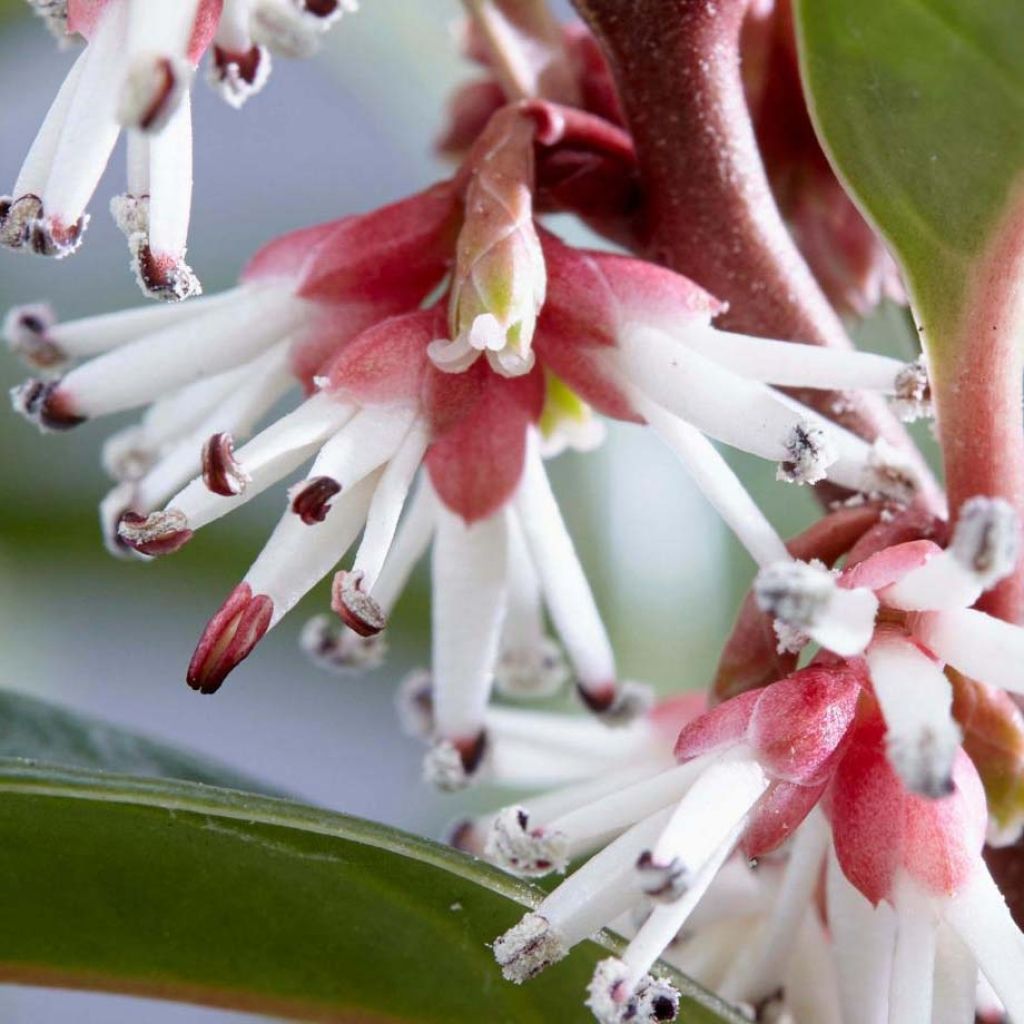 Sarcococca Winter Gem