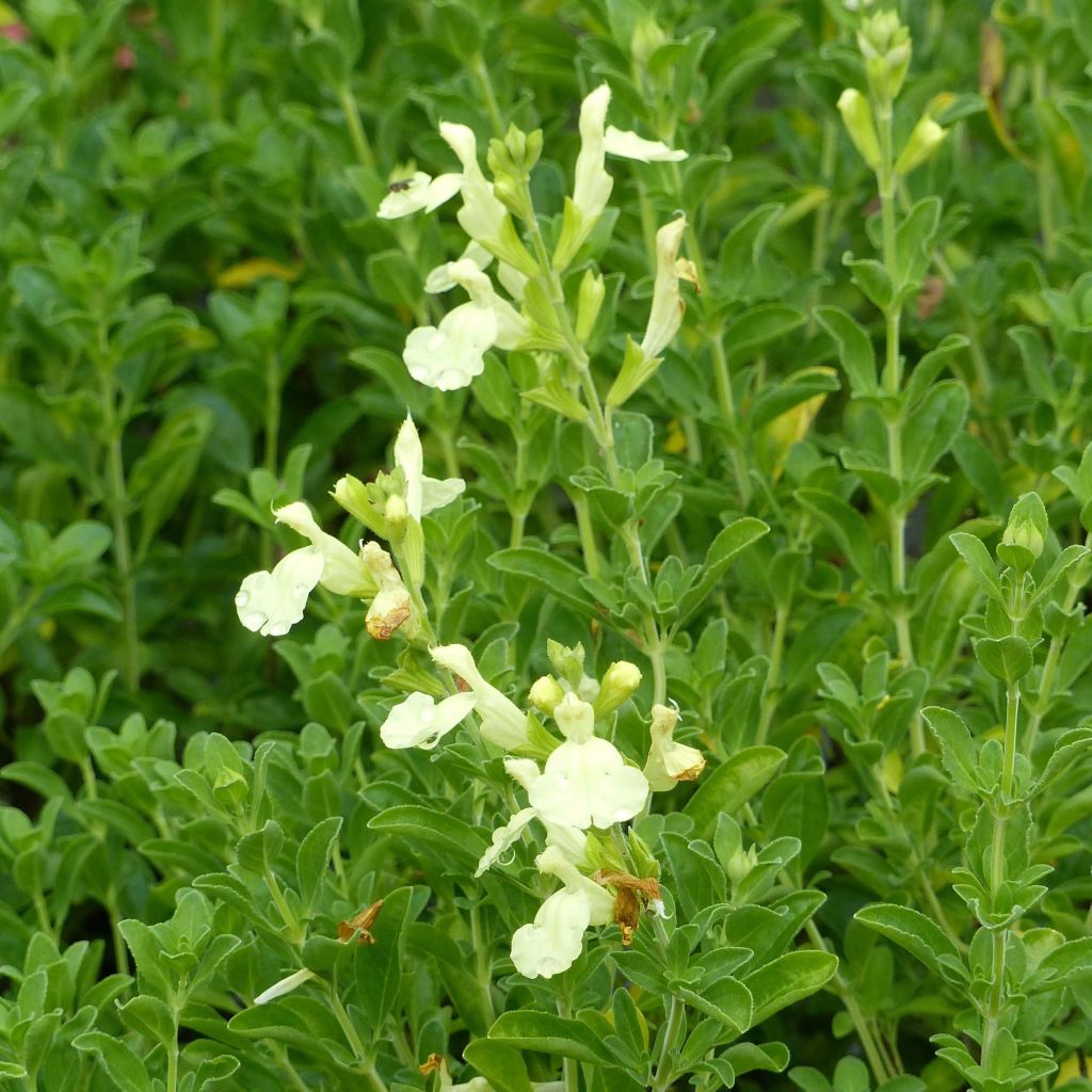 Salvia jamensis Suncrest Lemon Light