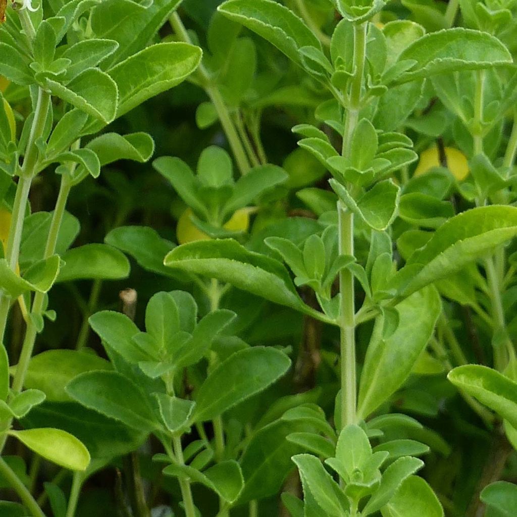 Salvia jamensis Suncrest Lemon Light