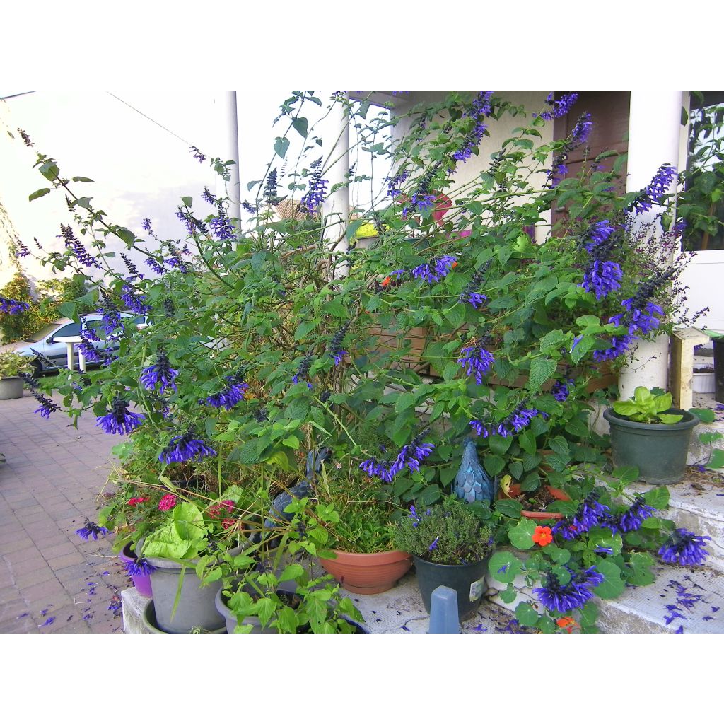 Salvia guaranitica Black and Blue - Salvia azul