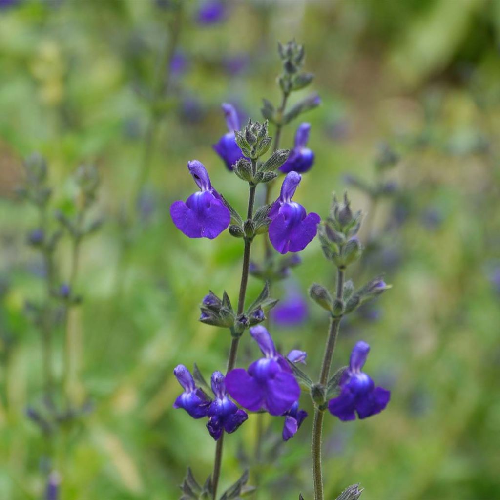 Salvia microphylla Victoria Blue - Salvia rosa