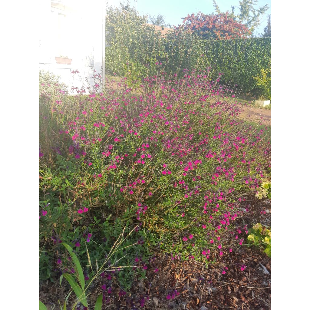 Salvia jamensis Violette de Loire