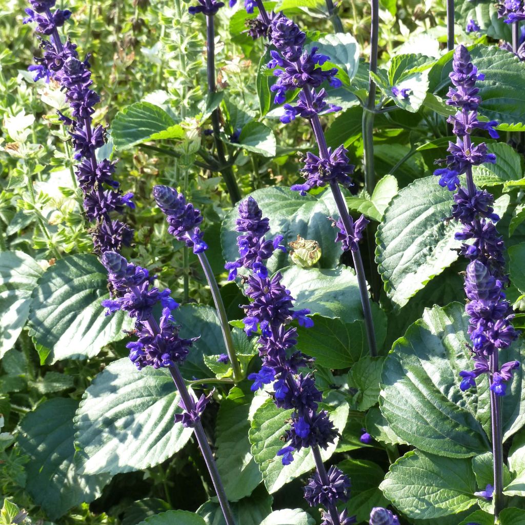 Salvia Big Blue