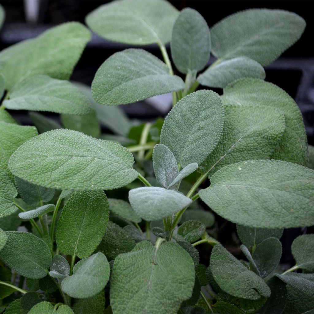 Salvia real Berggarten