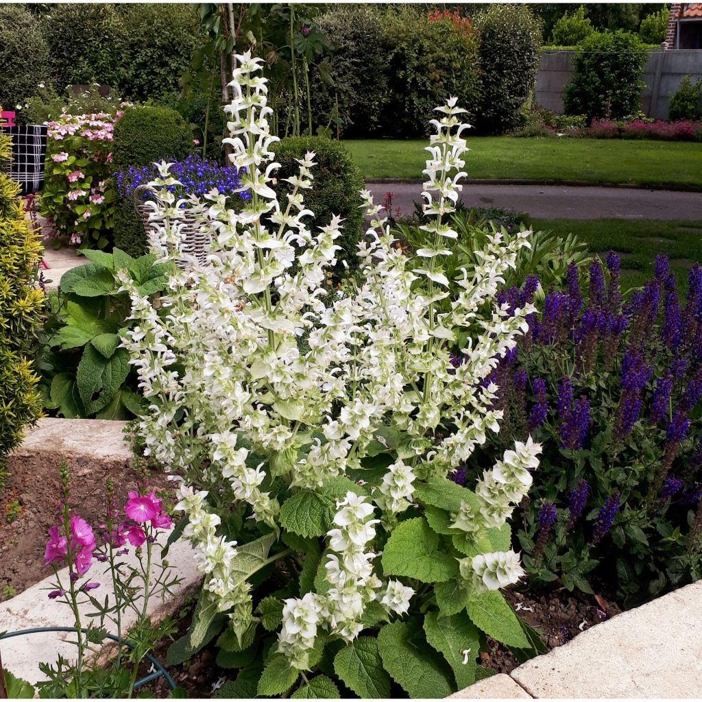 Esclarea Vatican White - Salvia sclarea