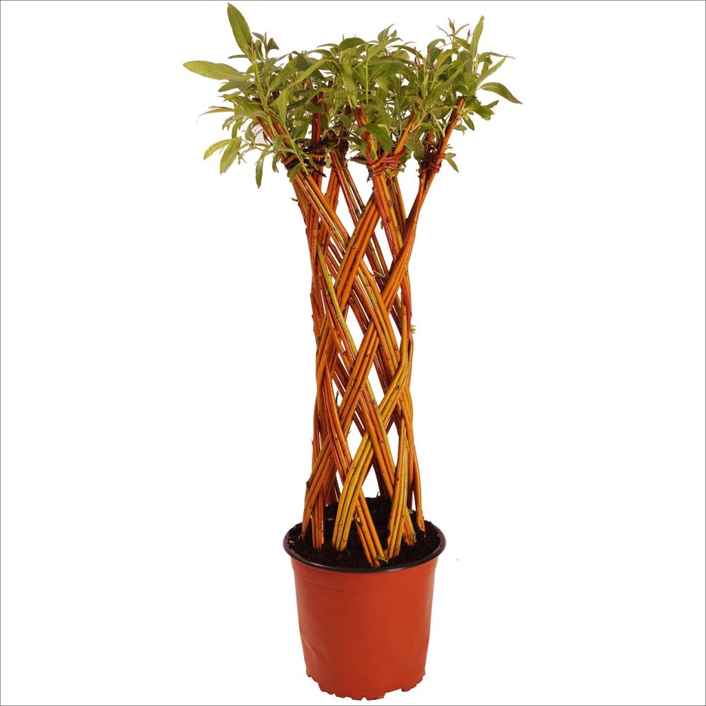 Salix alba columnar - Sauce blanco