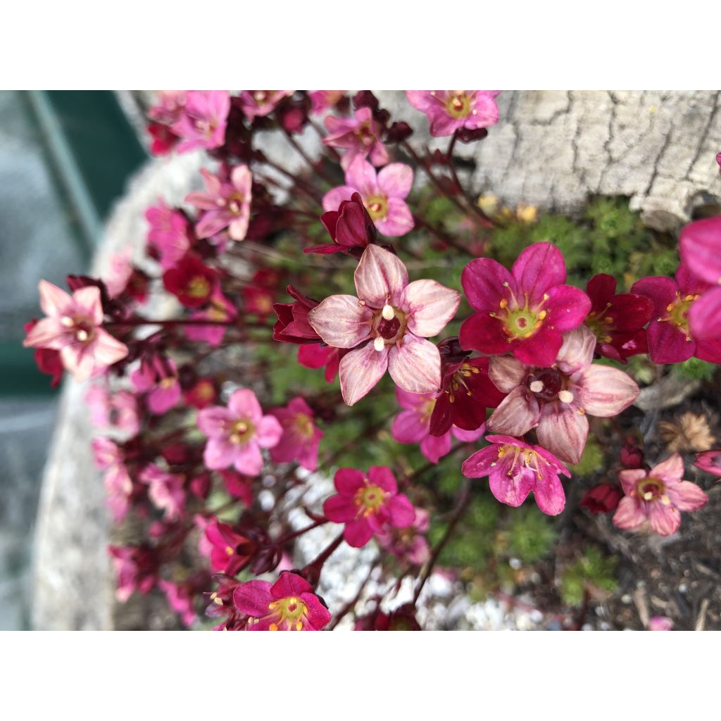 Saxifraga arendsii Peter Pan - Saxífraga