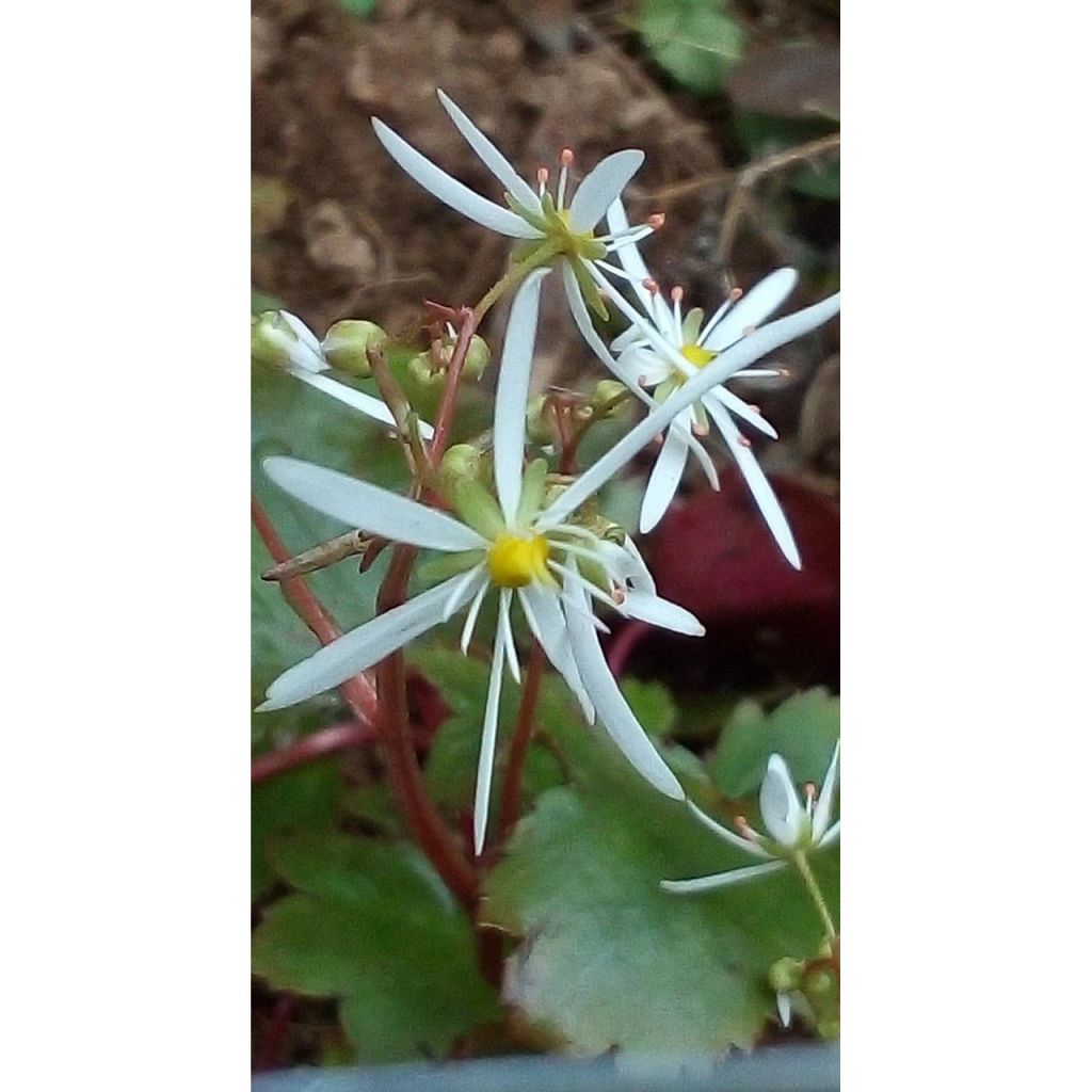 Saxifraga fortunei Wada - Saxífraga