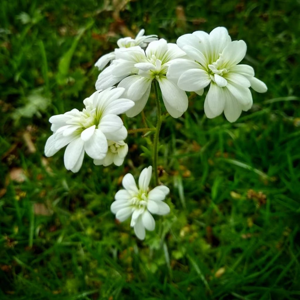 Saxifraga granulata Flore Pleno - Saxífraga