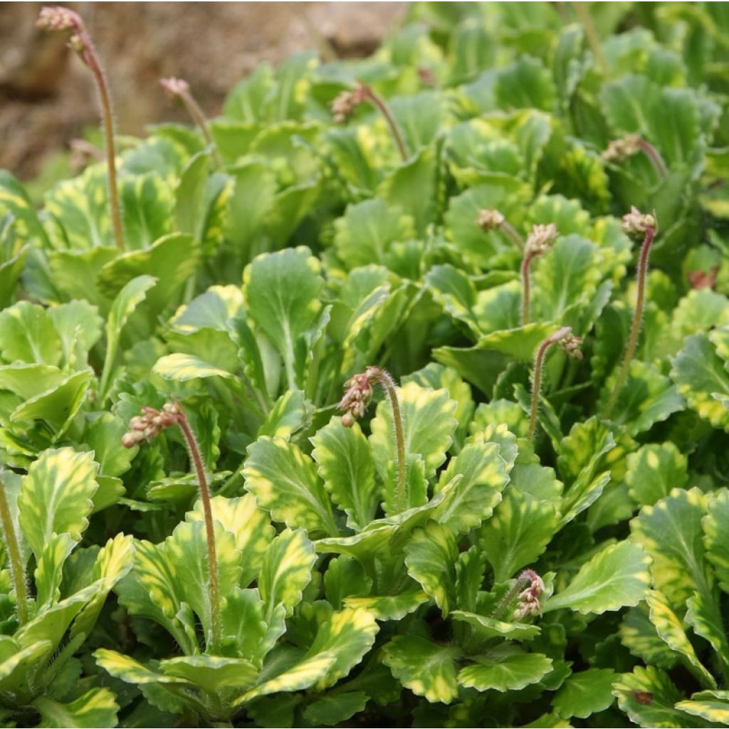 Saxifraga umbrosa Variegata - Saxífraga