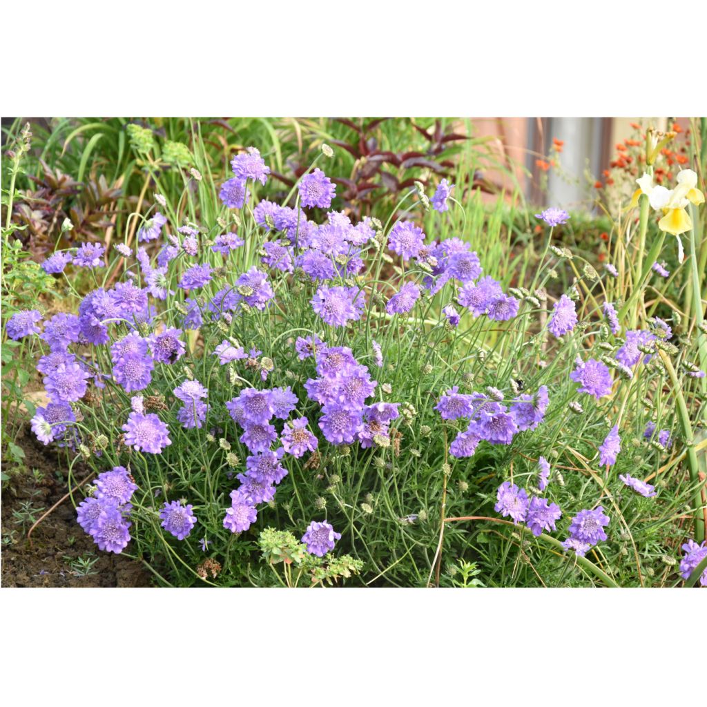 Scabiosa columbaria Butterfly Blue - Escabiosa