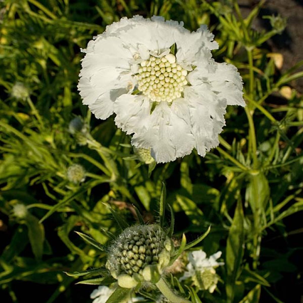 Scabiosa caucasica Alba - Escabiosa