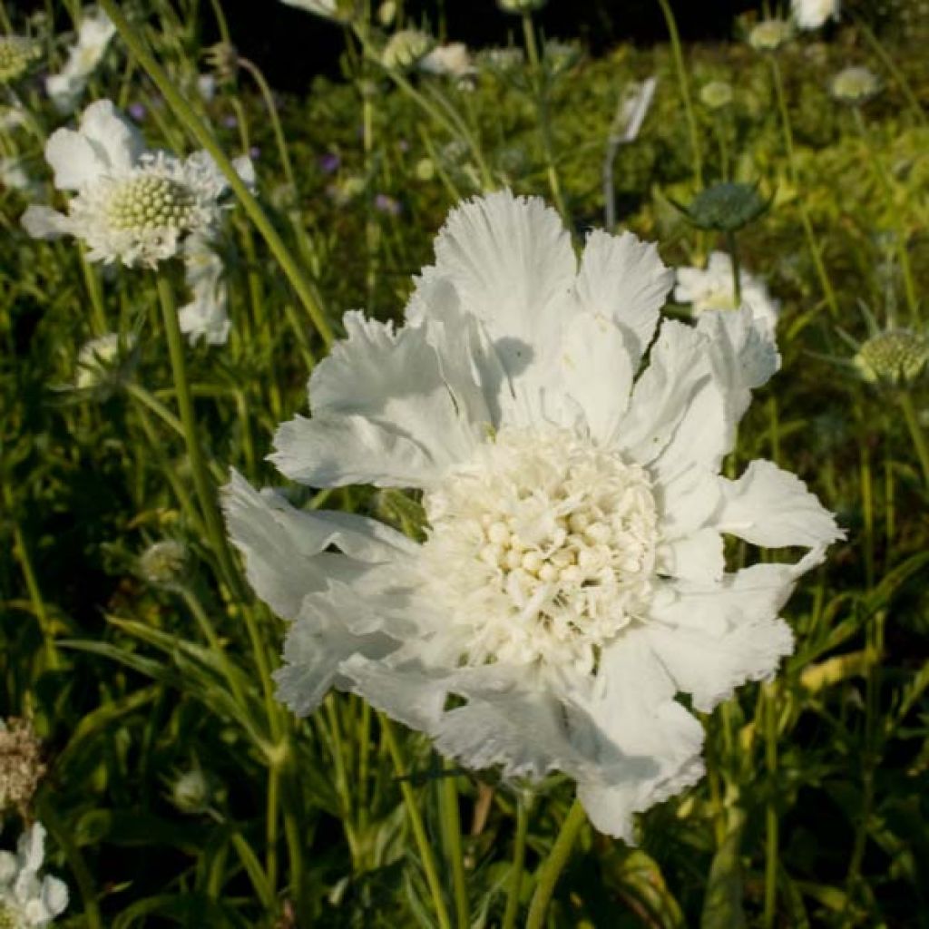 Scabiosa caucasica Alba - Escabiosa