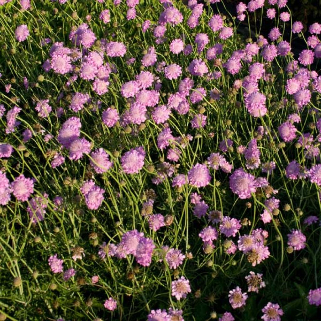 Scabiosa columbaria Pink Mist - Escabiosa