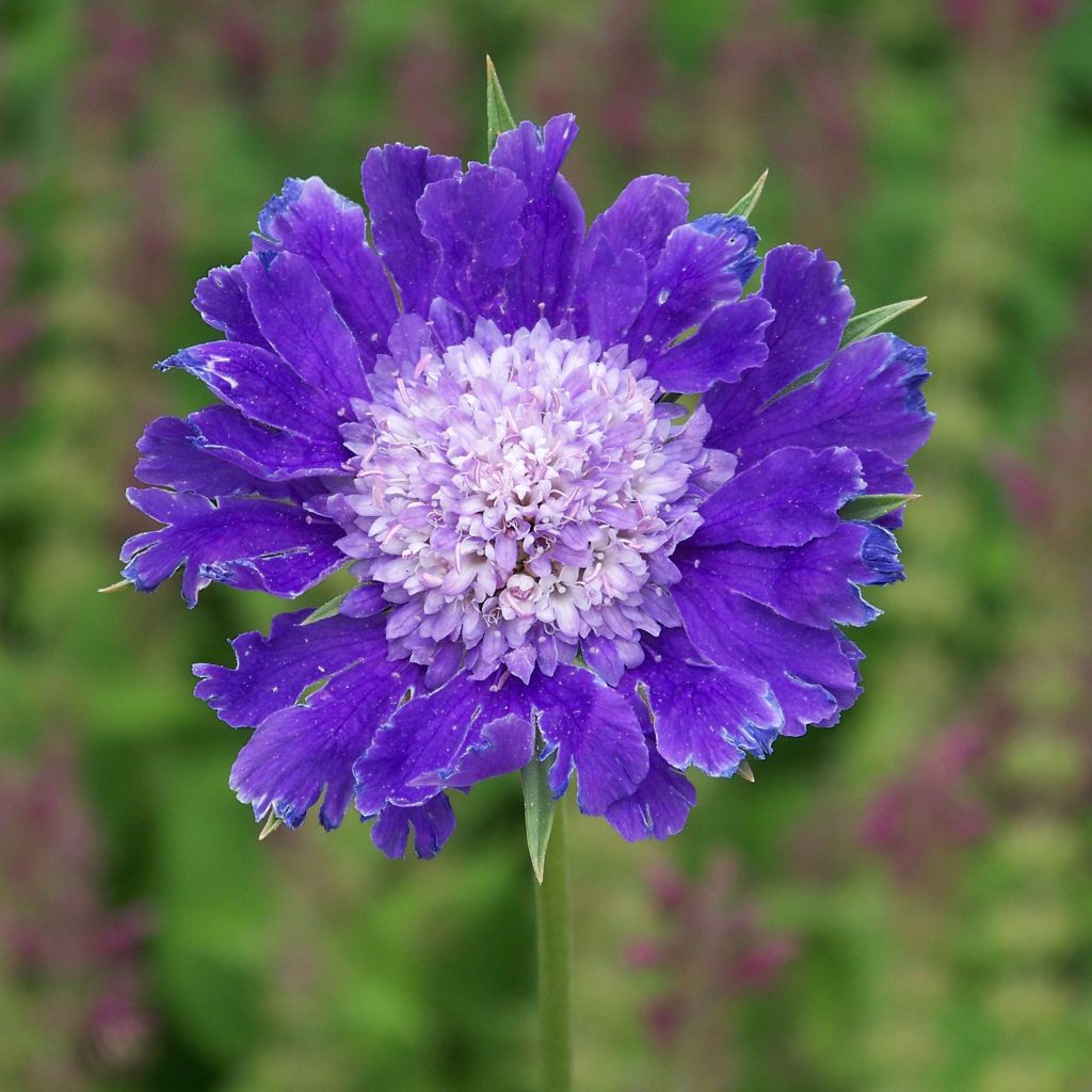 Scabiosa caucasica Fama - Escabiosa