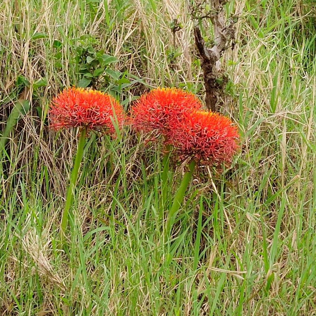 Scadoxus multiflorus subsp multiflorus - Flor de sangre