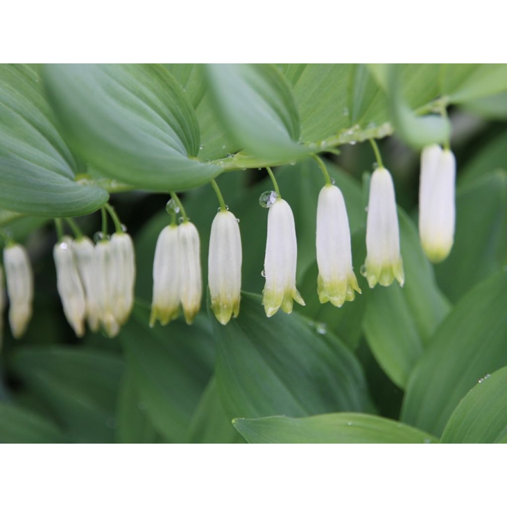 Polygonatum multiflorum - Sello de Salomón