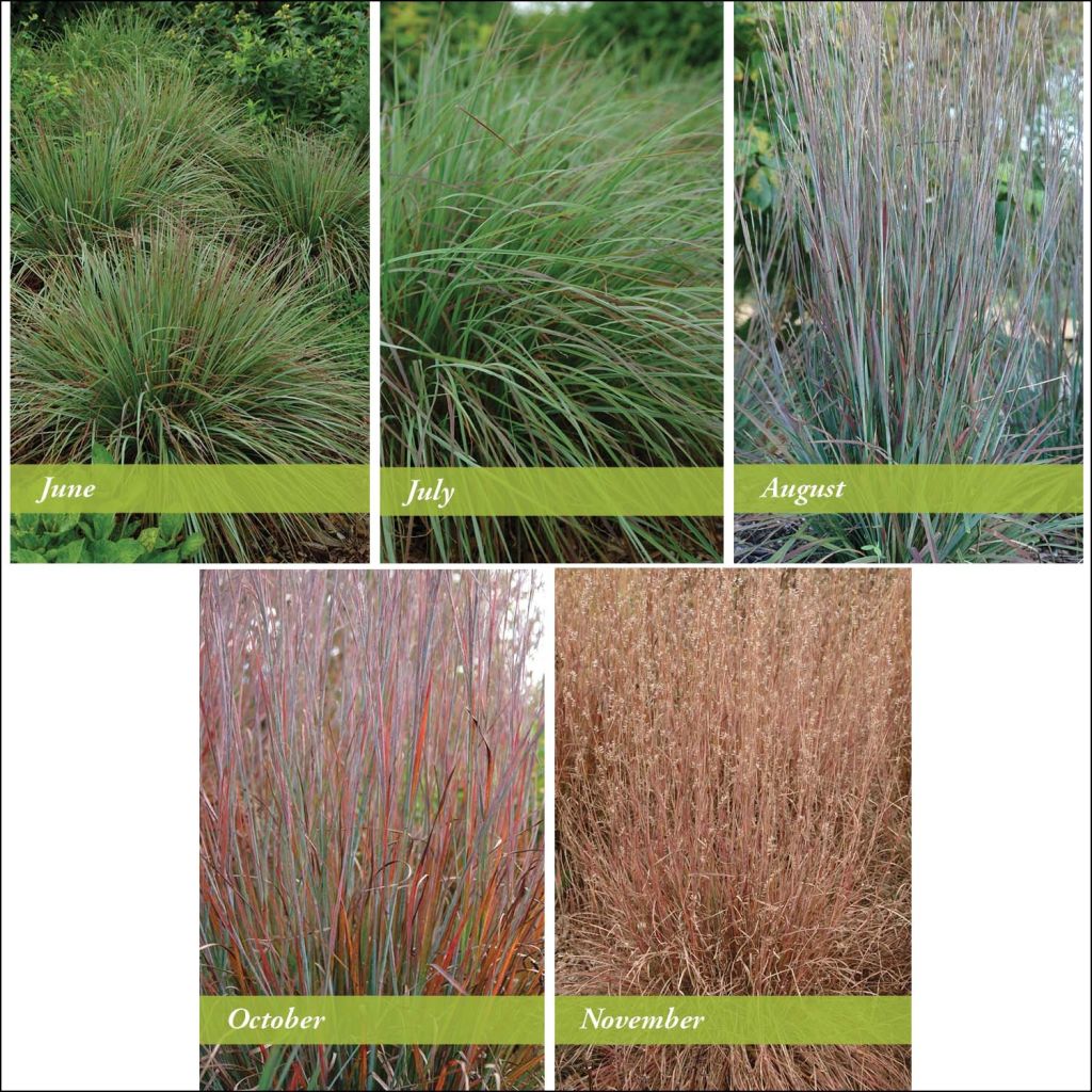 Schizachyrium scoparium Standing Ovation