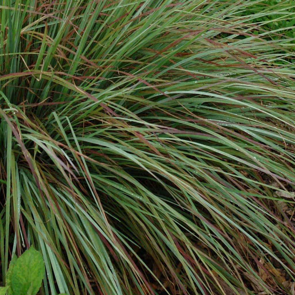 Schizachyrium scoparium Standing Ovation