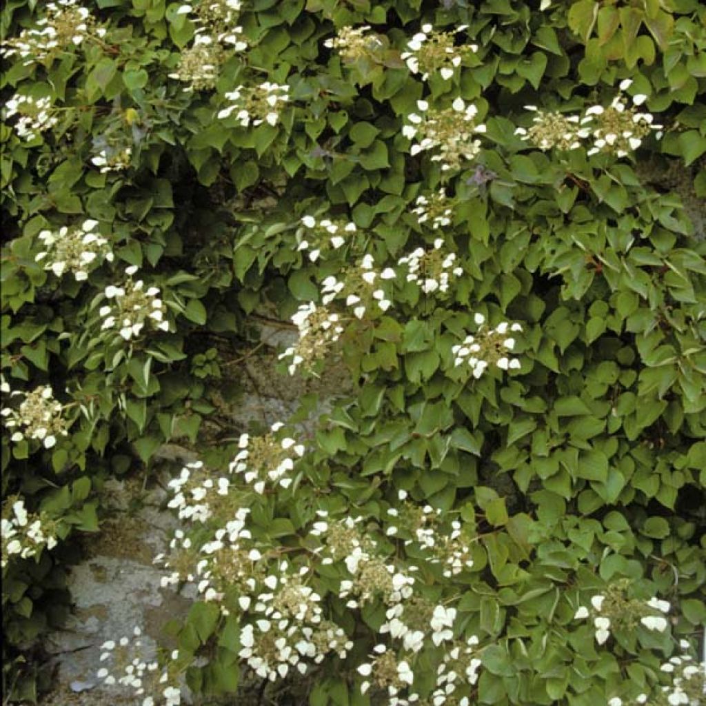 Schizophragma hydrangeoides