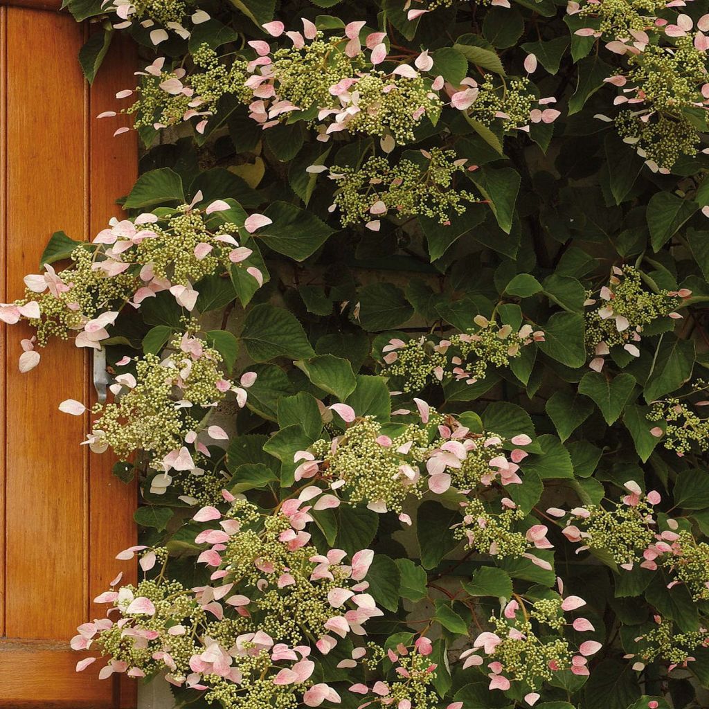 Schizophragma hydrangeoides Rose Sensation