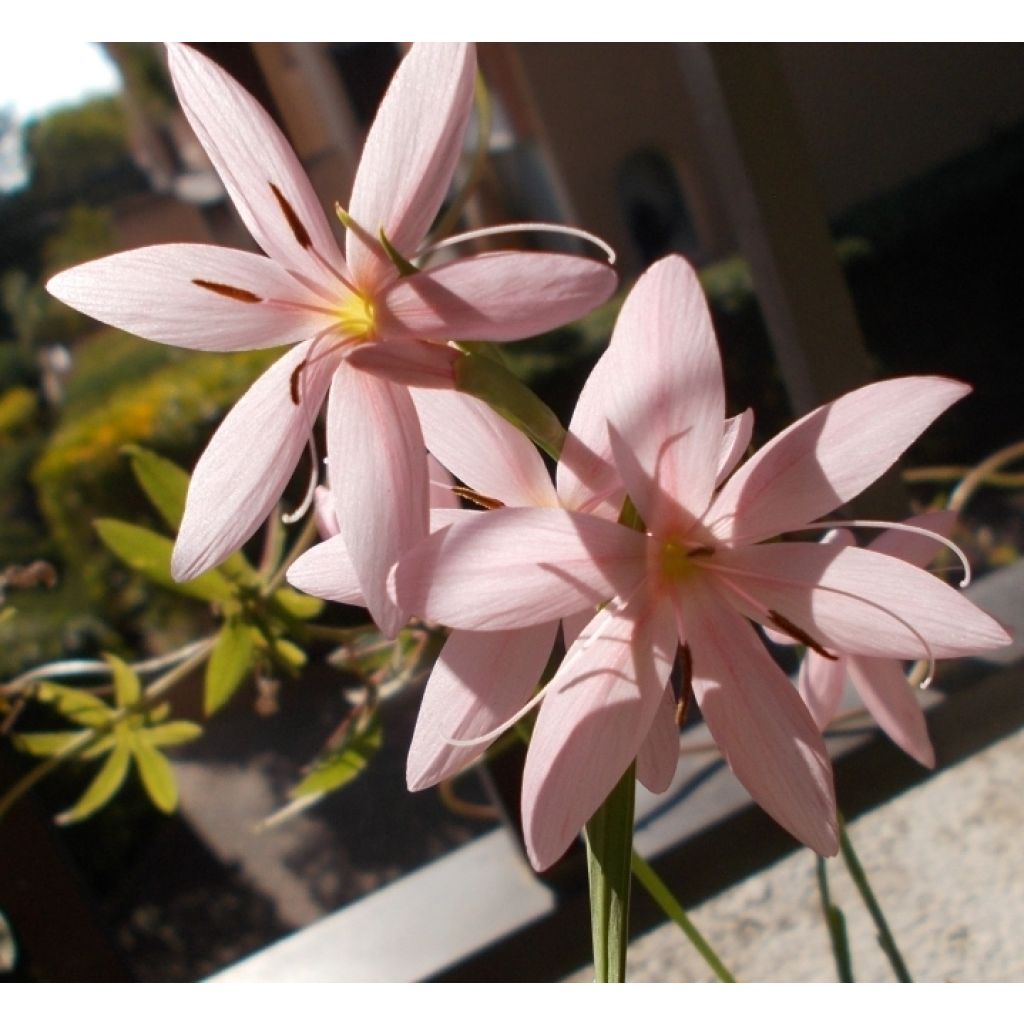 Schizostylis coccinea Mrs Hegarty - Lirio de río