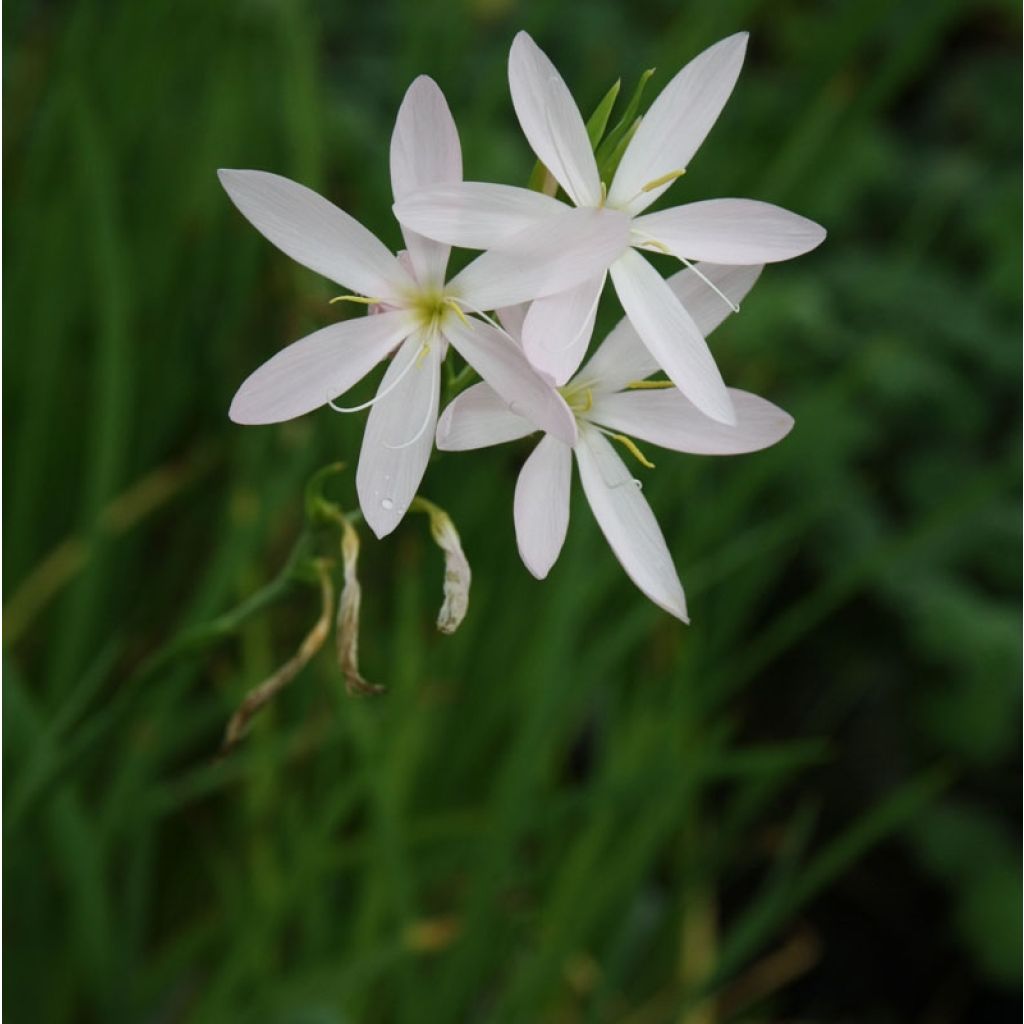 Schizostylis coccinea Alba - Lirio de río