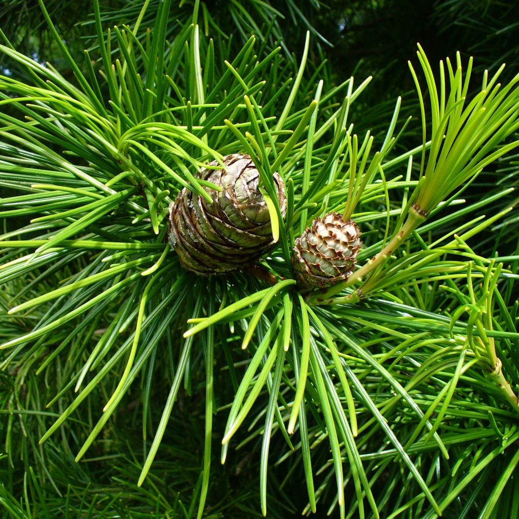 Sciadopitys verticillata - Pino sombrilla de Japón