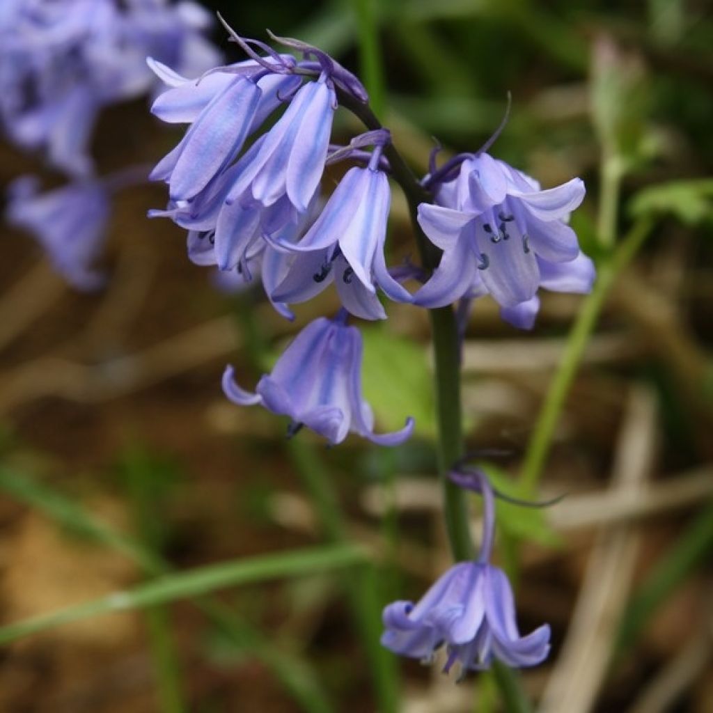 Jacinto de los bosques - Hyacinthoides hispanica