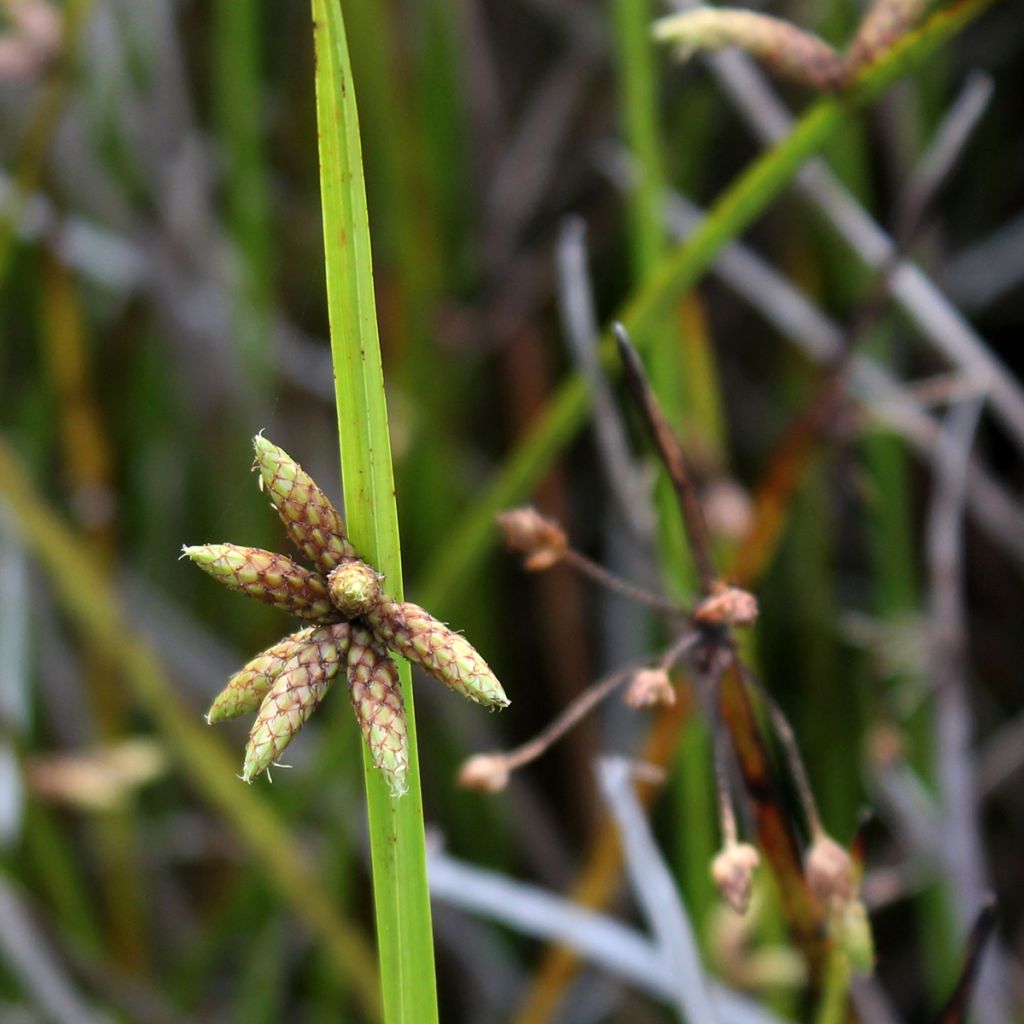 Scirpus mucronatus - Jonco de Judas