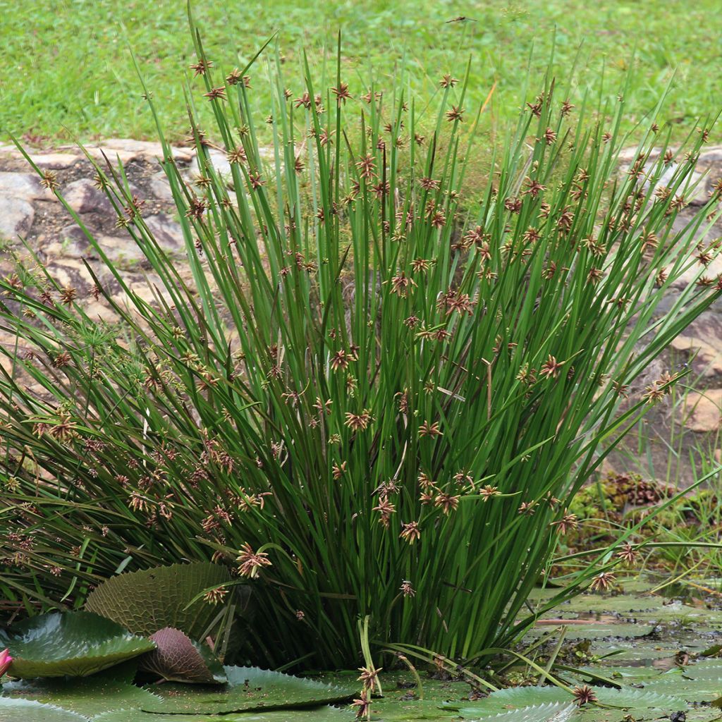 Scirpus mucronatus - Jonco de Judas