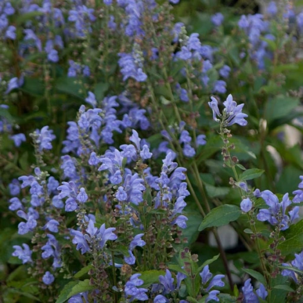 Scutellaria incana