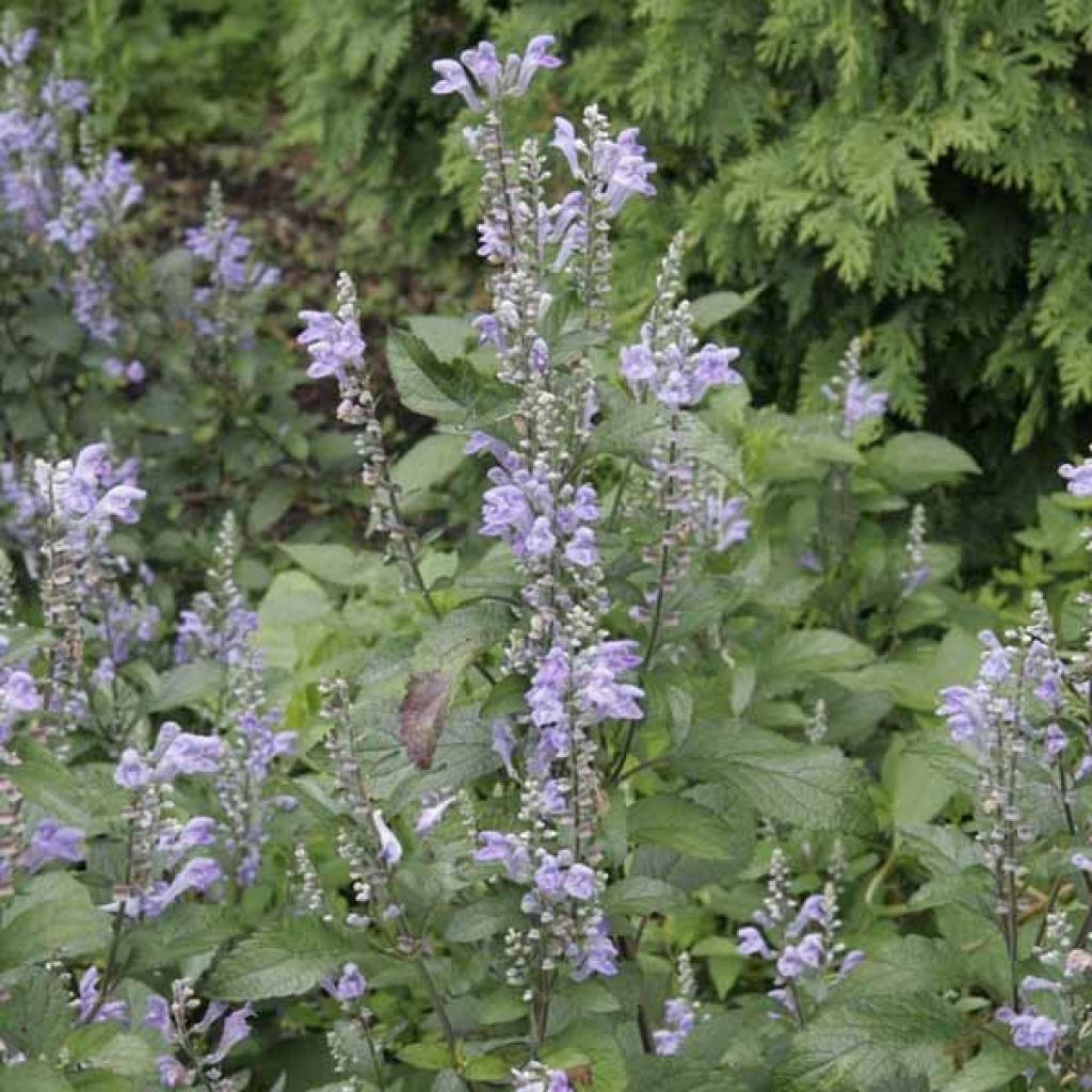 Scutellaria incana