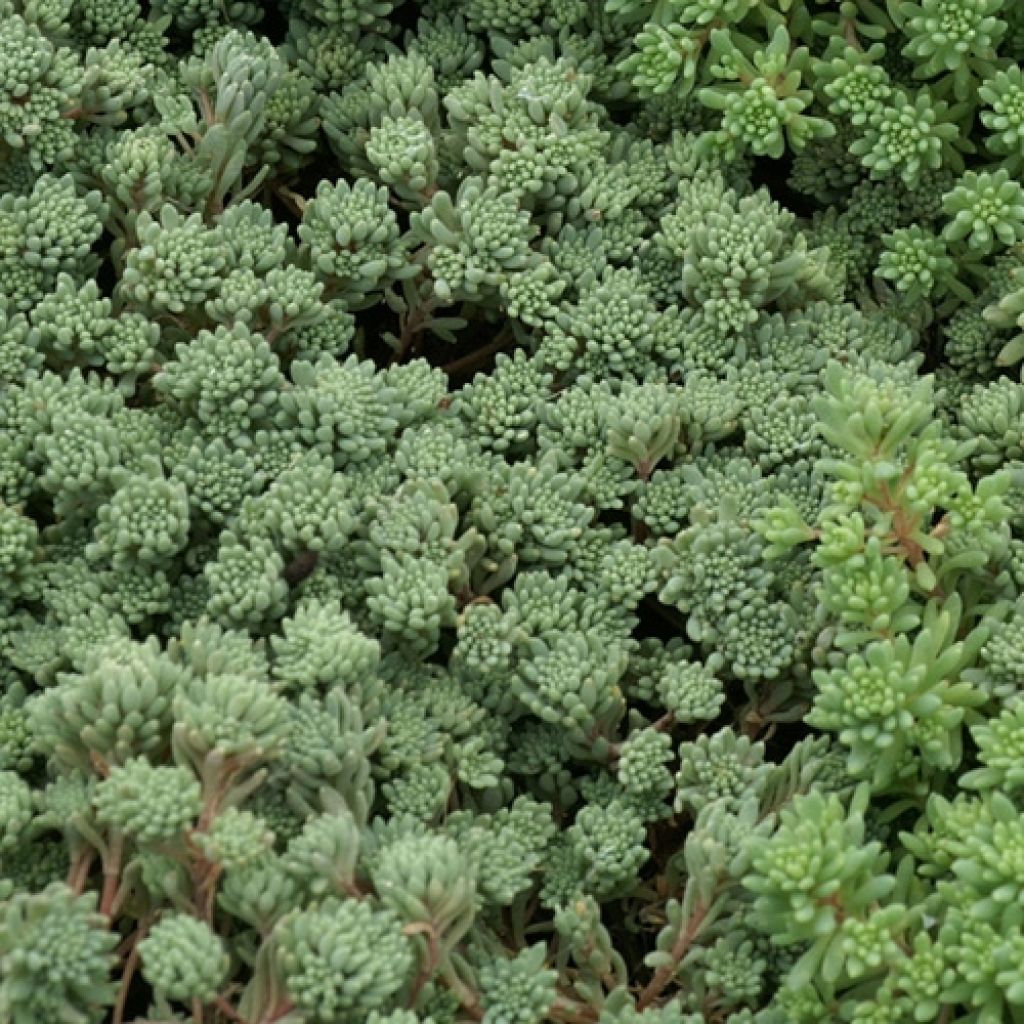 Sedum lydium Glaucum