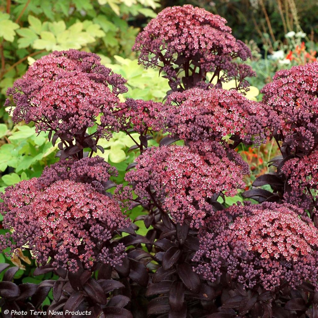 Sedum telephium Dark Magic - Telefío