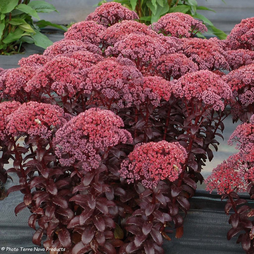 Sedum telephium Dark Magic - Telefío