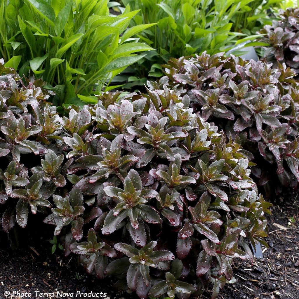 Sedum telephium Dark Magic - Telefío