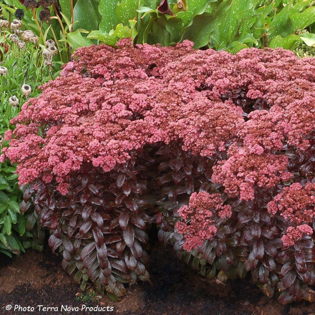 Sedum telephium Dark Magic - Telefío