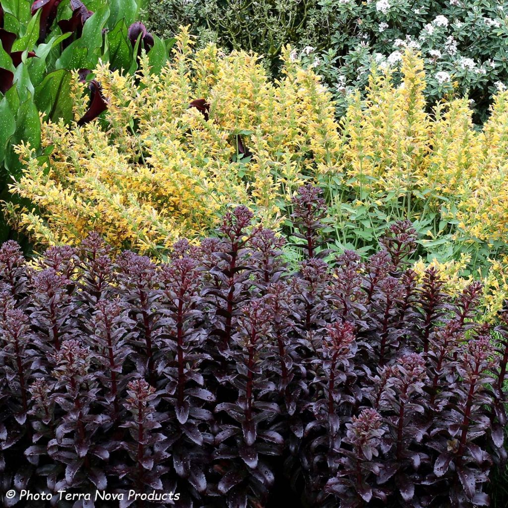 Sedum telephium Dark Magic - Telefío