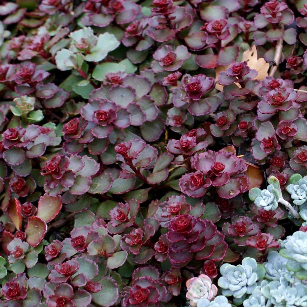 Sedum spurium Dragon Blood - Sedo bastardo