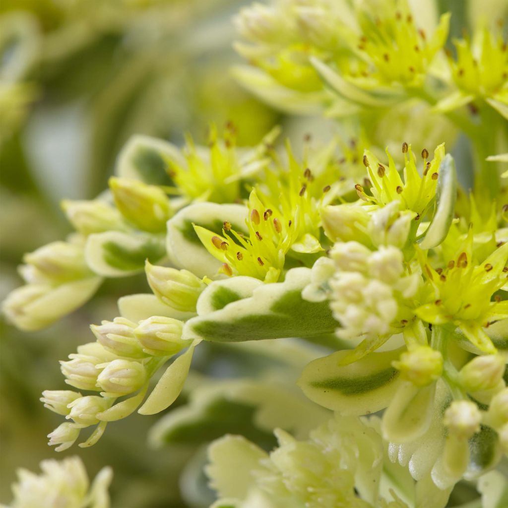 Sedum takesimense Atlantis