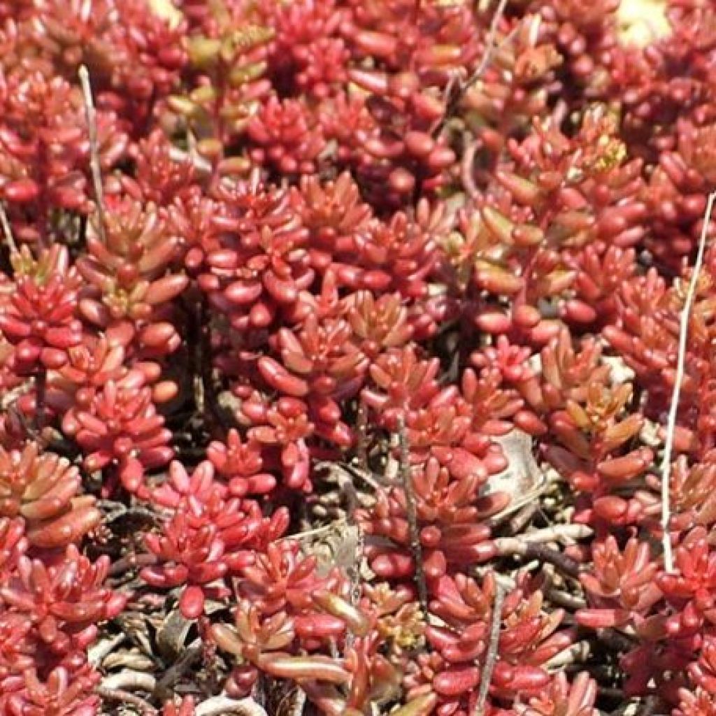 Sedum album var. murale - Uva de gato