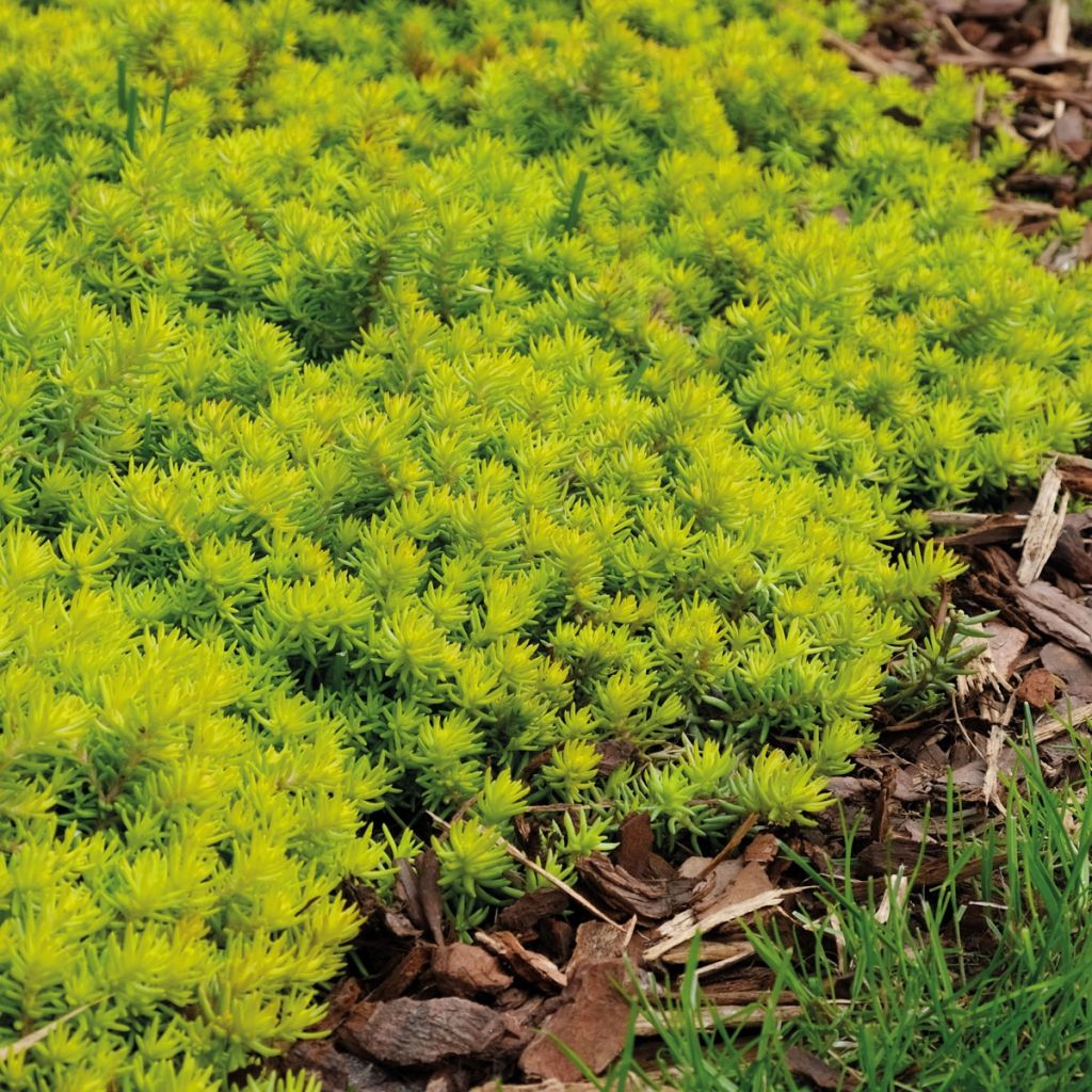 Sedum SunSparkler Angelina's Teacup