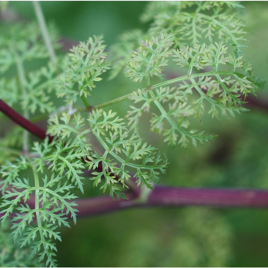 Selinum wallichianum