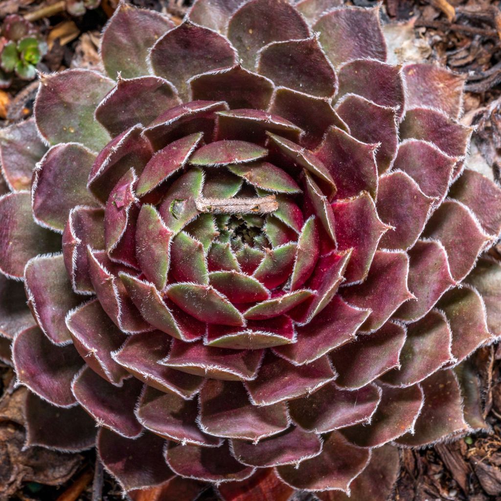 Sempervivum (BigSam series) Ruby Star