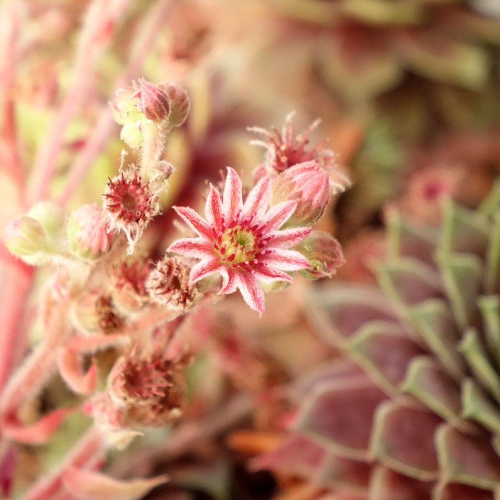 Sempervivum (BigSam series) Ruby Star