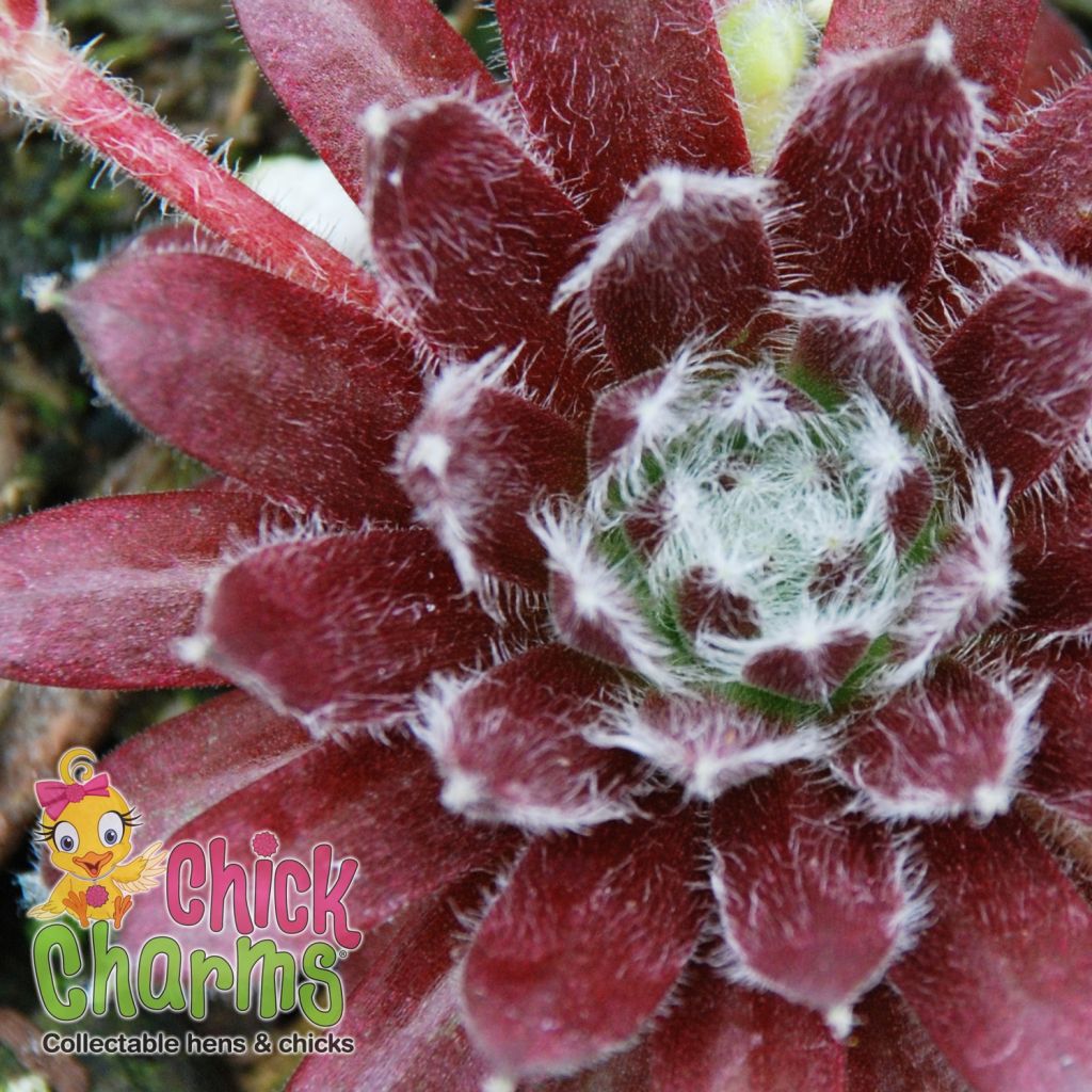 Sempervivum Chick Charms CoslicCandy