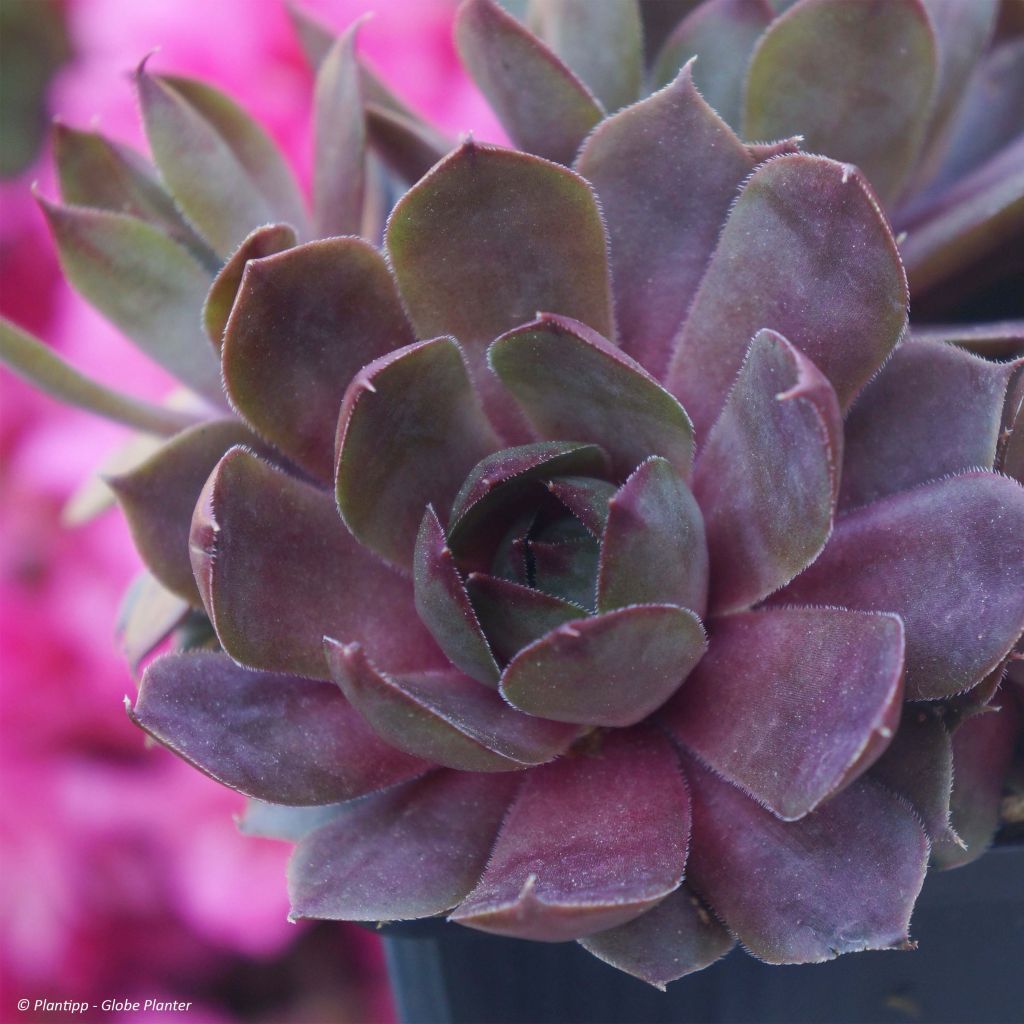 Sempervivum Chick Charms Plum Perfect