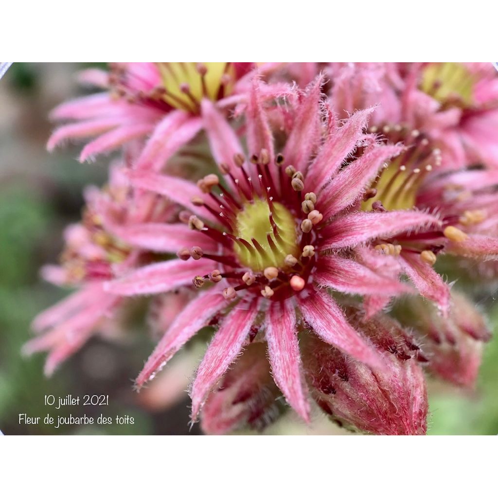 Sempervivum tectorum - Barba de Júpiter